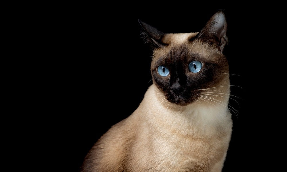 Un très joli chat siamois est au centre de l'image. Le chat aux yeux bleus regarde vers la gauche de l'image. Le félin à l'air intrigué par quelque chose. Le fond est noir.
