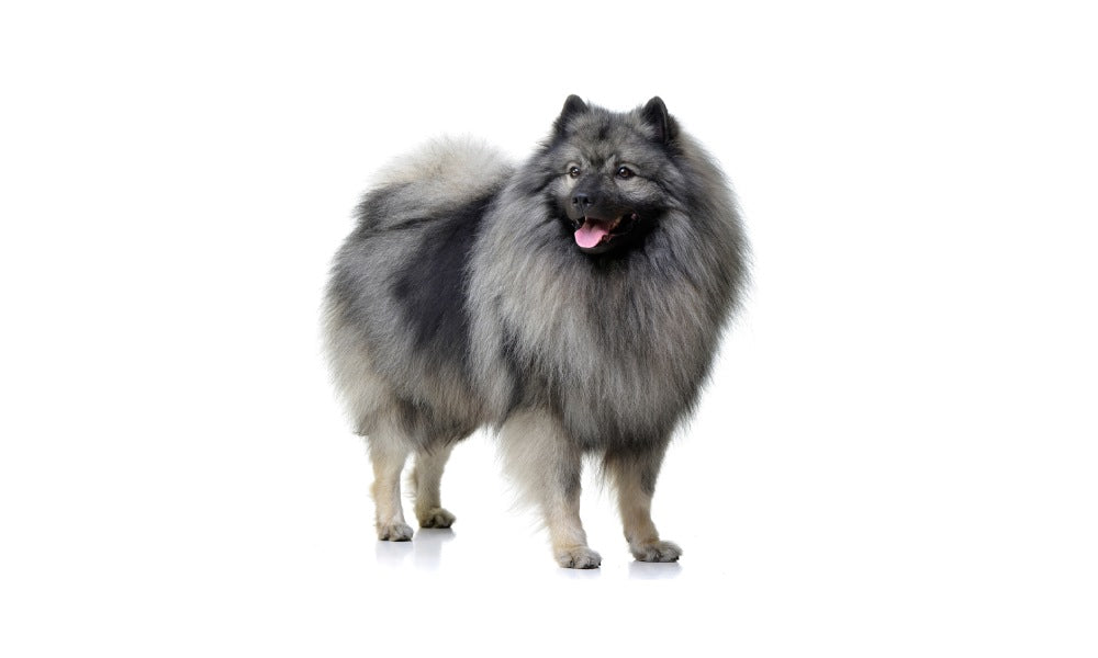 Un magnifique chien allemand de race spitz loup est sur ses quatre pattes au centre de l'image. Il regarde vers la gauche, la langue tirée. Le fond est blanc.
