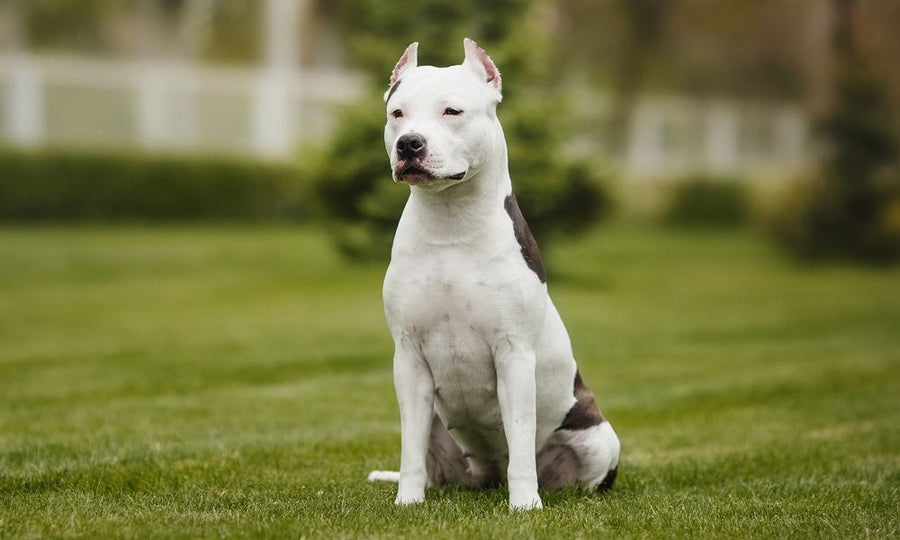 Un staff blanc est assis, au centre de l'image, sur de l'herbe dans un jardin. Le magnifique chien est imposant et regarde droit devant lui, les oreilles relevées.