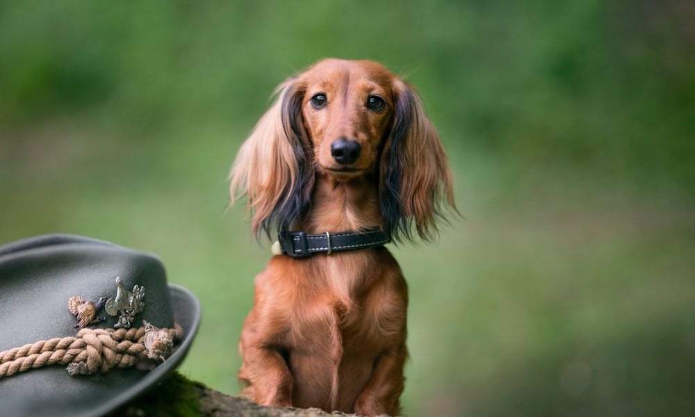 Un chien de race teckel à poil long est debout au centre de l'image. Le chien saucisse regarde droit vers l'objectif. Sur la gauche de l'image se trouve un chapeau. Le fond est flou, mais on comprend que c'est un espace vert.