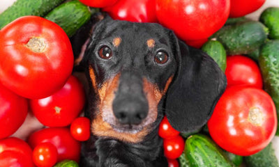 Peut-on donner de la tomate aux chiens ?