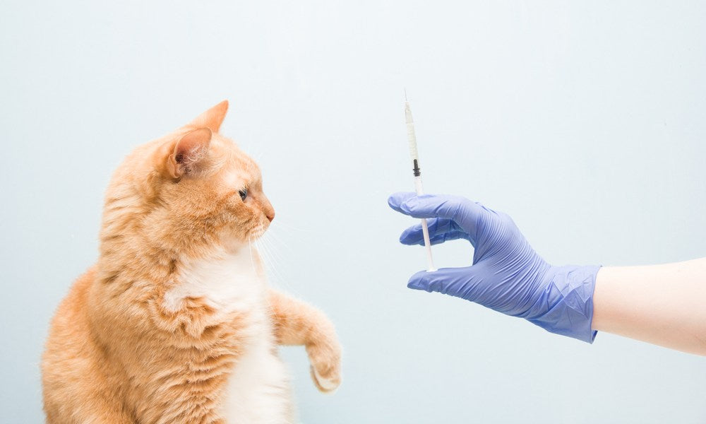 Un chat roux regarde une aiguille contenant un vaccin. Une main avec un gant bleu tient l'aiguille. Le fond est bleu ciel.