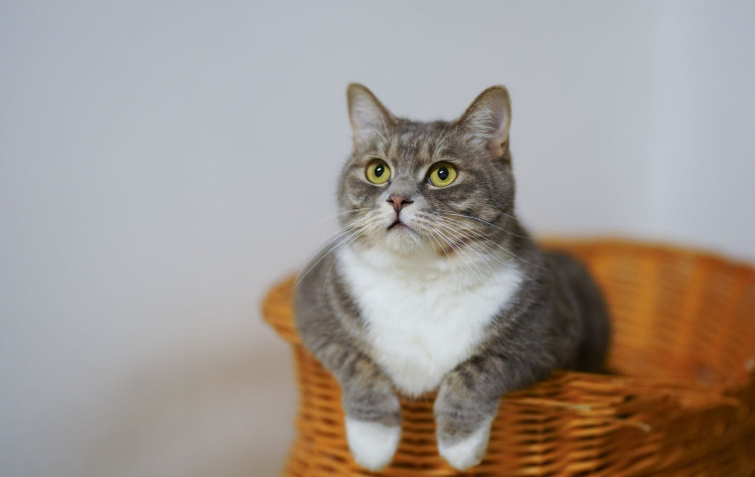 Vermifuger son chat - Stan.bio