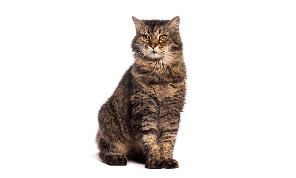 Un très beau chat est assit au centre de l'image. Le vieux chat regarde vers l'objectif, l'air alerté. Le fond est blanc.