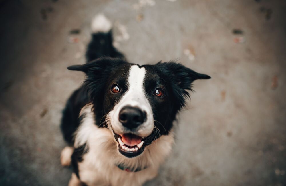 Votre chien est allergique ou intolérant au gluten ? - Stan.bio