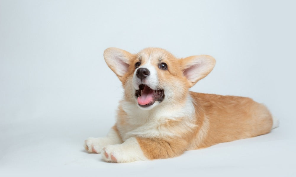 Un chien de race Welsh and pembroke corgi est au centre de l'image. C'est un chiot qui a l'air de bailler. Le chien de race roux et blanc est allongé, entrain de regarder l'objectif. Le fond est blanc.