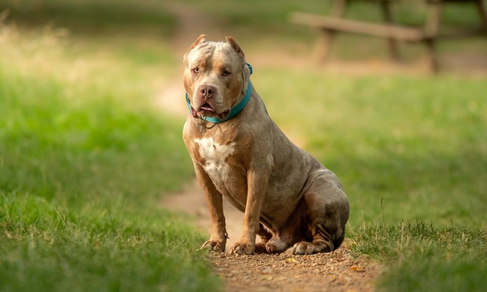Un chien bully xl est au centre de la photo. Il est sur un chemin de terre et d'herbe. le chien est de couleur beige et regarde l'objectif. le fond est flou mais on devine un parc avec une table en bois dans le fond droit.
