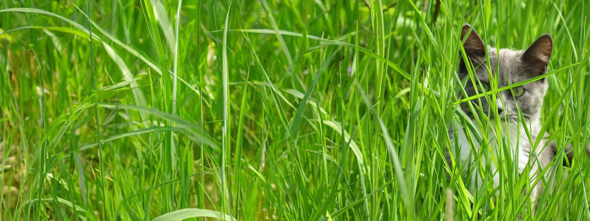 Un chat siamois se cache dans de l'herbe en extérieur. Le félin regarde l'objectif.