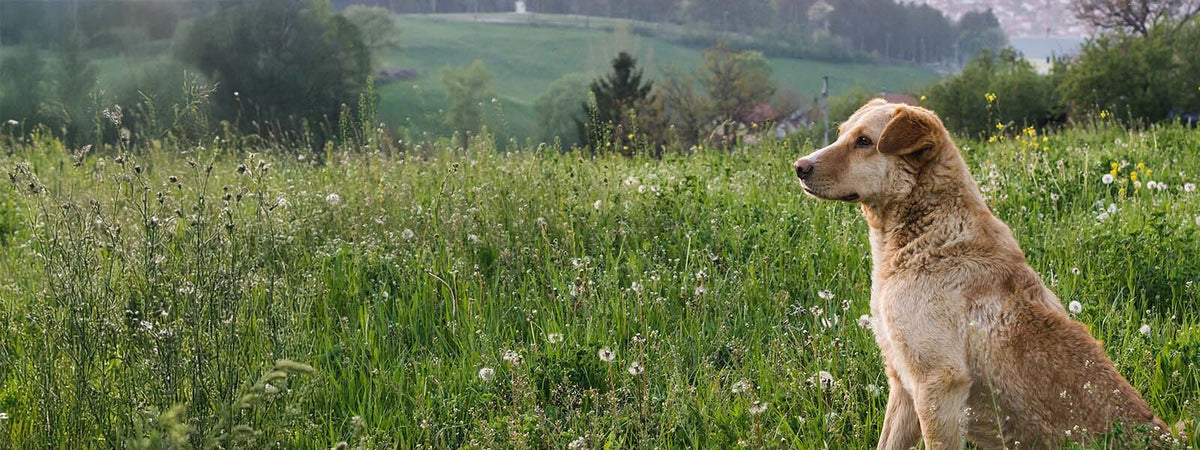 Collection de produits bio pour chien moy./grande race