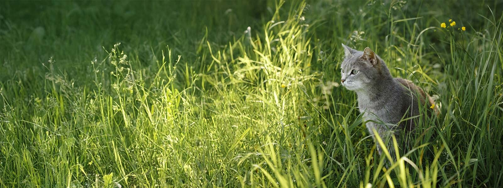 Un jeune chat gris est sur la droite de l'image. Il a l'air alerté par quelque chose. Il est dans un jardin en extérieur.