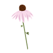 Fleur d'Echinacea Purpurea
