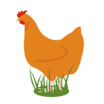 Volaille fraîche