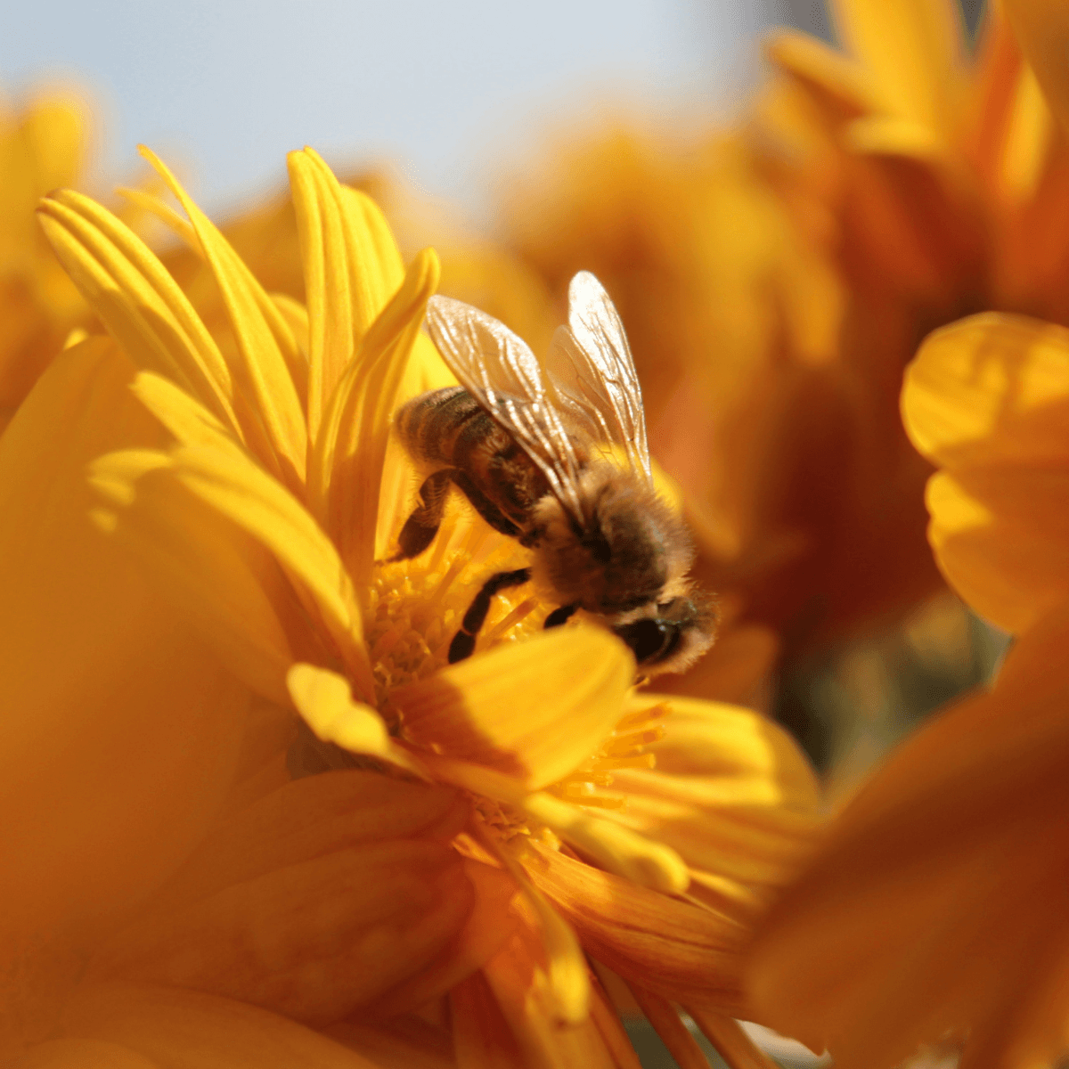Abeille en agriculture biologique butinant une fleur de souci orangée en gros plan symbole de l'engagement écologique de Stan Bio