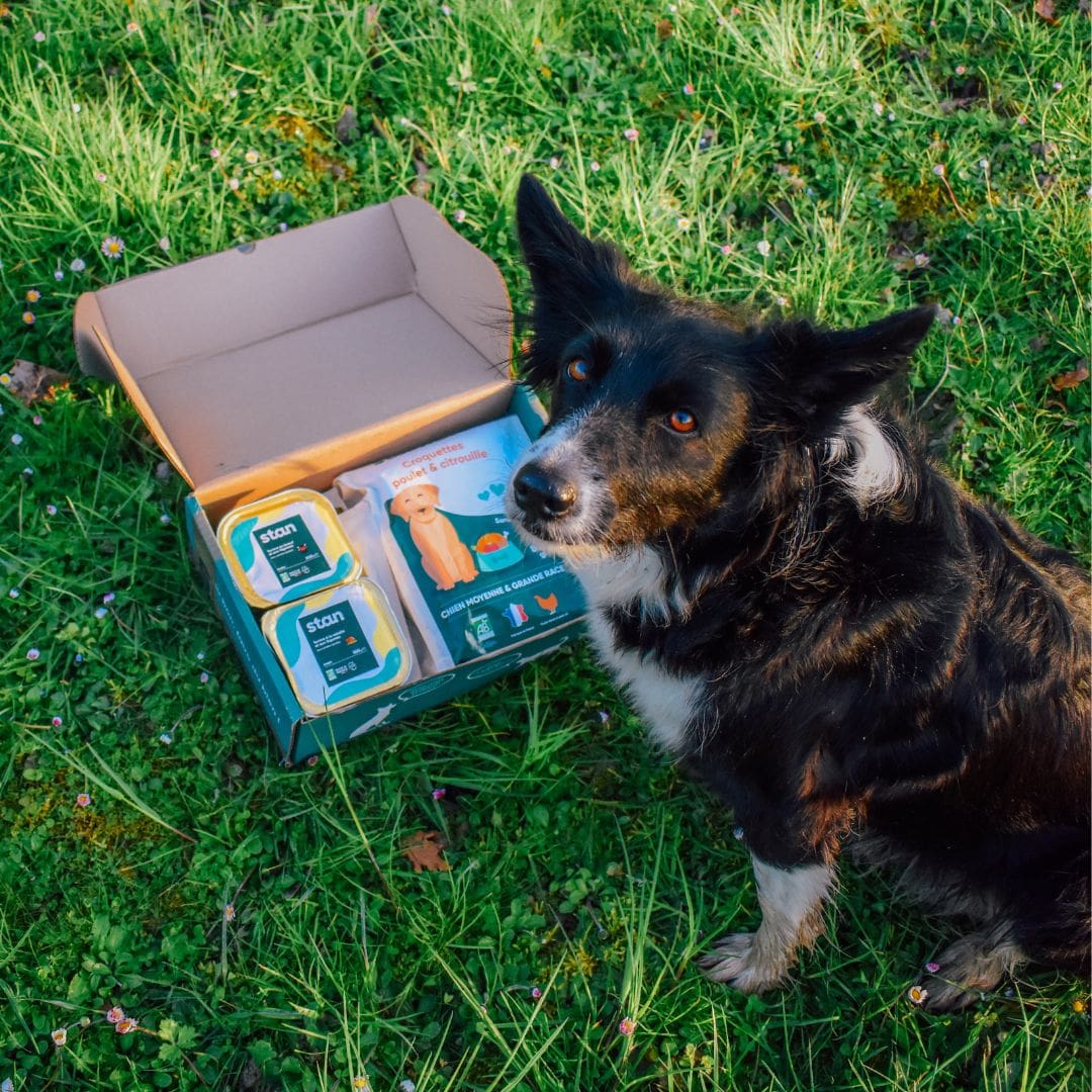Box Découverte - Chien Moy./Grande Race