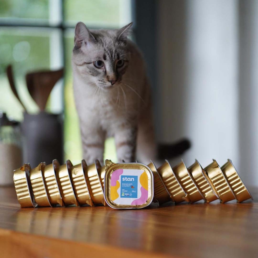 Un chat blanc et gris est au centre de l'image. À se pattes se trouvent plusieurs pâtées sans céréales bio saveur volaille.
