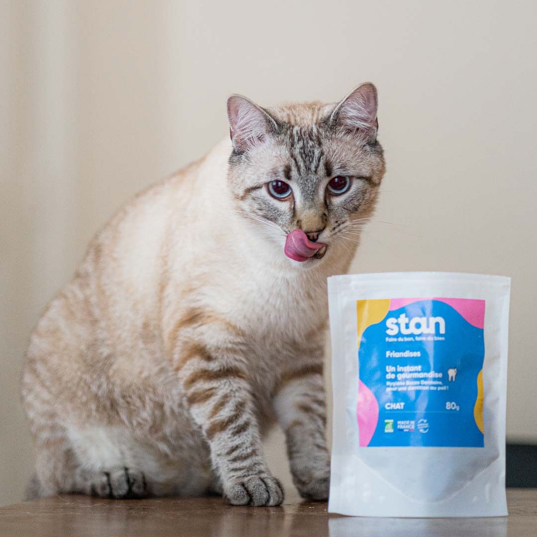 Un chat se lèche les babines devant un sachet de friandises qui aide à maintenir une bonne hygiène bucco-dentaire de l'animal. Le chat regarde vers l'objectif et le sachet est à ses pattes.