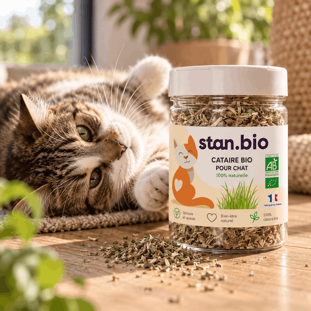 Herbe à chat