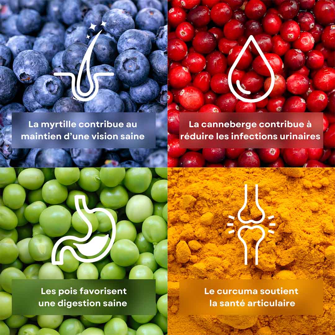 4 ingrédients de la recette de croquettes pour chat saveur saumon stan.bio sont présentés avec leurs bénéfices. Il y a le pois, la myrtille, le canneberge et le curcuma.