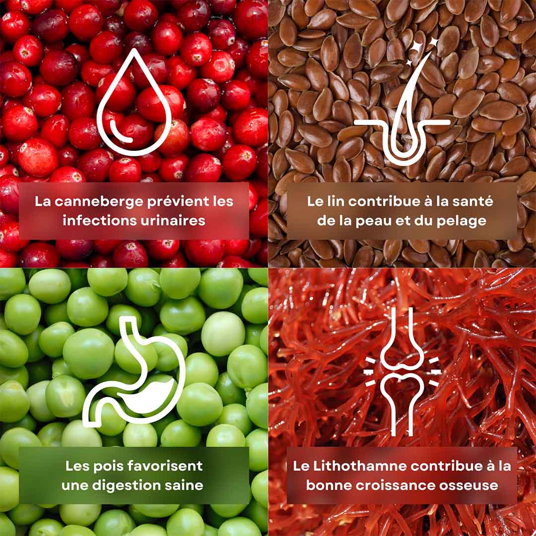 4 ingrédients de la recette de croquettes pour chaton saveur poulet et petits pois stan.bio sont présentés avec leurs bénéfices. Il y la canneberge, le lithothamne, le pois et le lin.