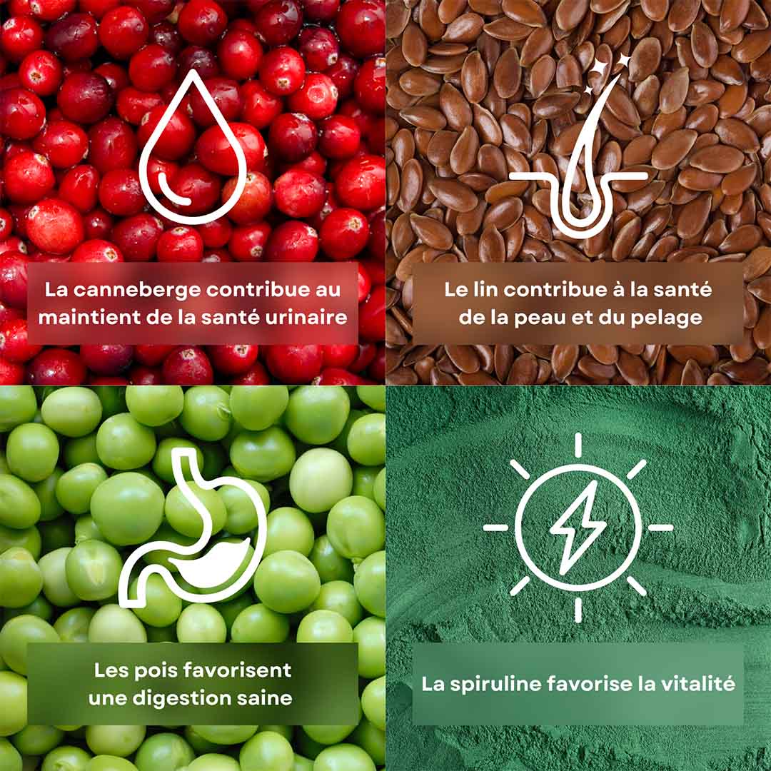 4 ingrédients de la recette de croquettes pour chien de petite race saveur petits pois stan.bio sont présentés avec leurs bénéfices. Il y la canneberge, le spiruline, le pois et le lin.