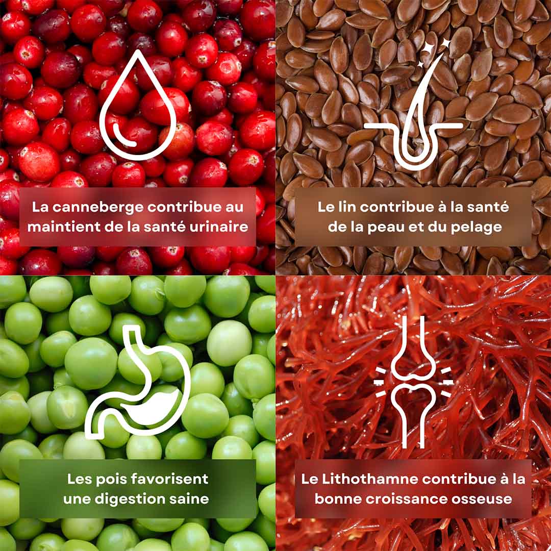 4 ingrédients de la recette de croquettes pour chiot saveur poulet et petits pois stan.bio sont présentés avec leurs bénéfices. Il y la canneberge, le lithothamne, le pois et le lin.