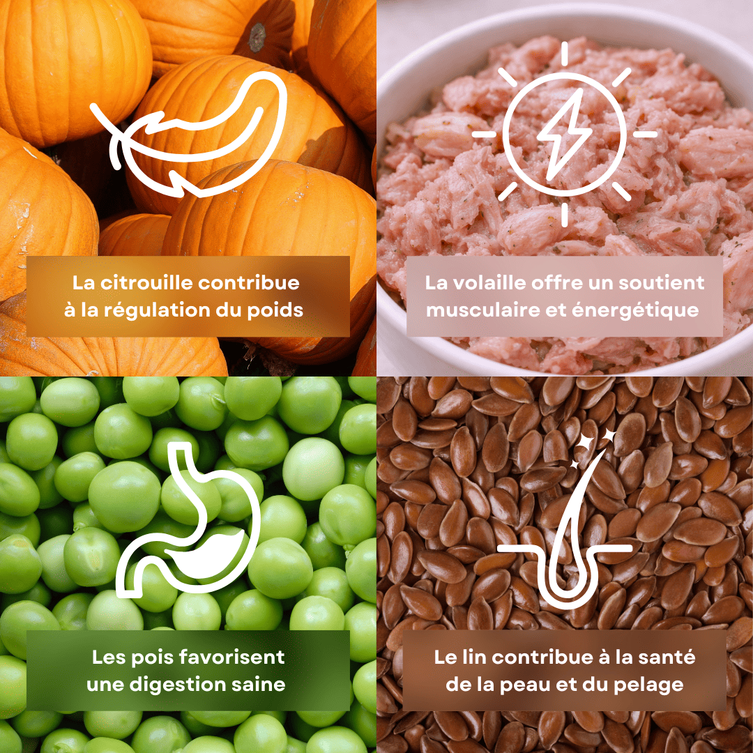 4 ingrédients de la recette de croquettes pour chien et chat saveur citrouille stan.bio sont présentés avec leurs bénéfices. Il y a la citrouille, la volaille, le pois et le lin.