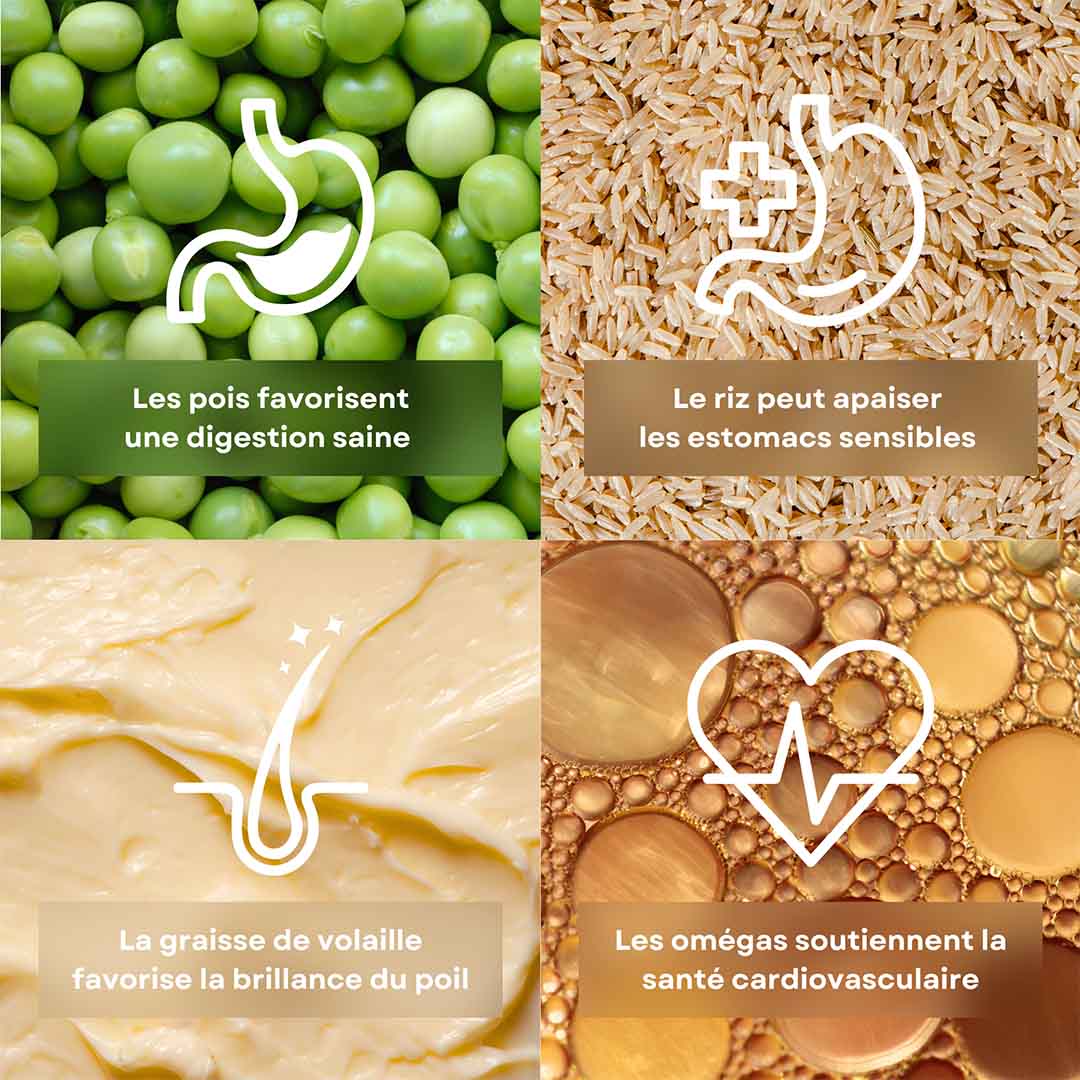 4 ingrédients de la recette de friandises pour chat saveur poisson stan.bio sont présentés avec leurs bénéfices. Il y a le pois, la graisse de volaille, le riz et les omégas.
