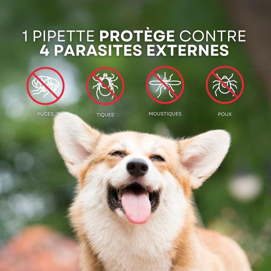 Un magnifique chien Corgi est au centre bas de l’image. Le chien sourit et semble heureux. Au dessus de lui se trouve les différents parasites dont l’animal sera protégé en utilisant les pipettes anti-parasirtaires Stan.bio x Canichef.